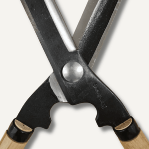 Close-up of a pair of garden shears with black handles and wooden ends on a white background.