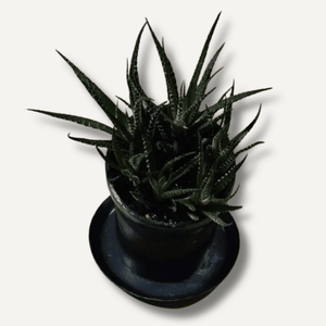 Millio Forged Iron Flower Pot (Pot & Tray) East-West Tools