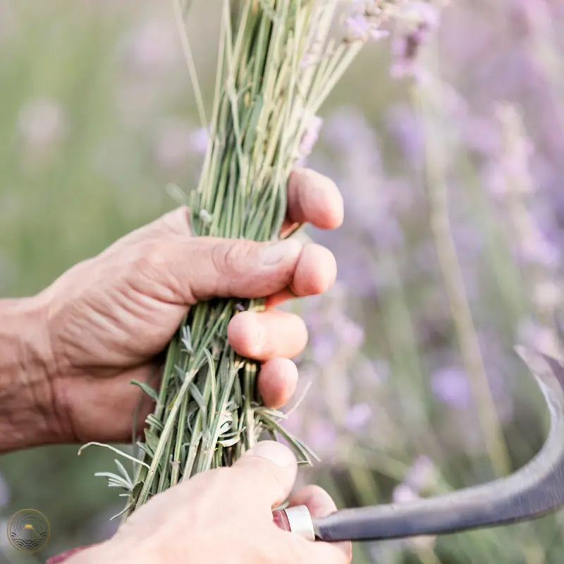 Hand using a Japanese sickle to cut and gather fresh stalks in the garden